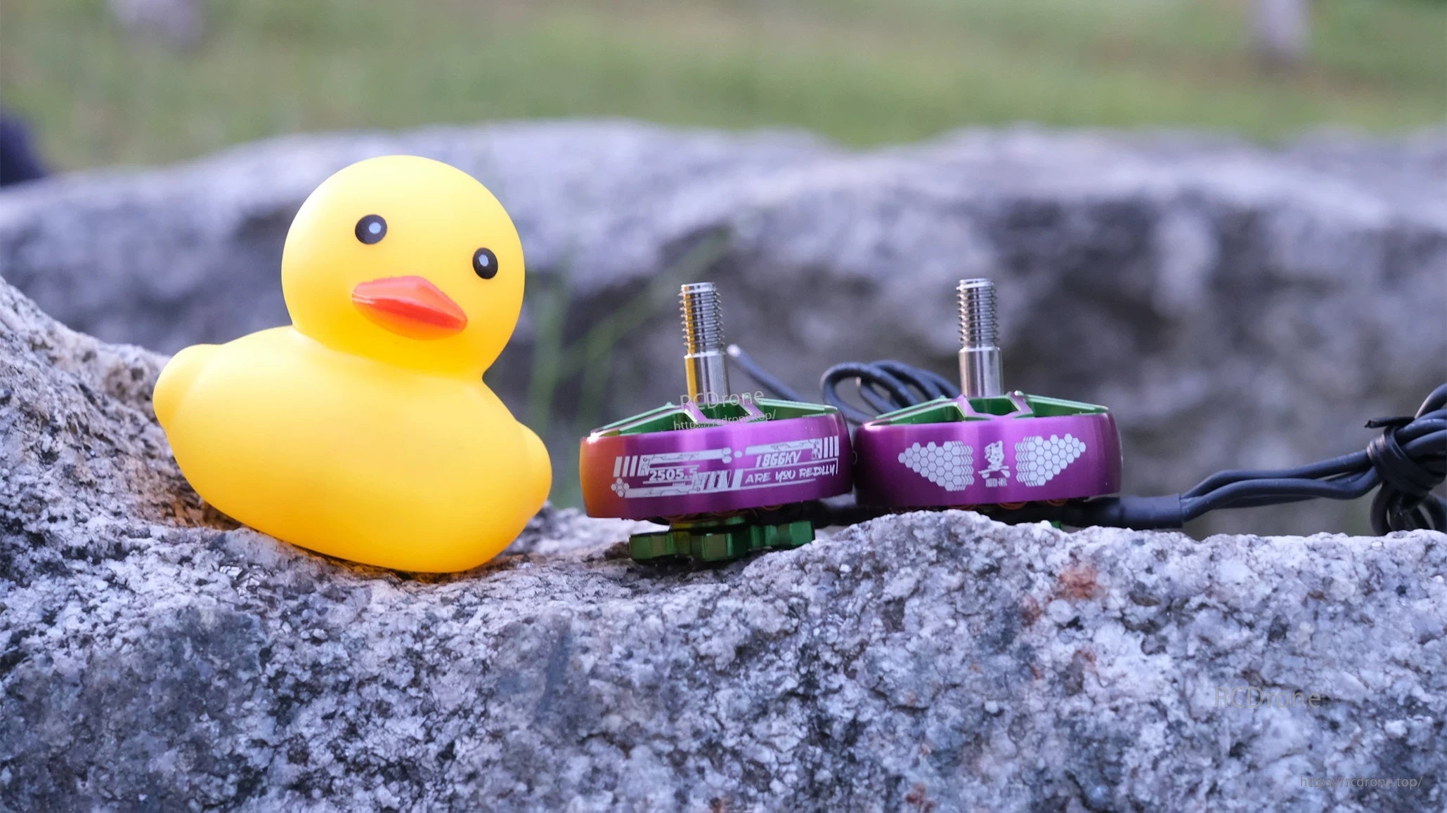 Two purple OddityRC Wing 2505.5 motors on a rock beside a small rubber duck, low-angle side view